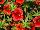 Westhoff: Calibrachoa  'Strawberry Punch' 