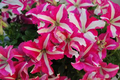 Vivero International: Crazytunia® Petunia Pink Frills 