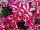 Crazytunia® Petunia Pink Frills 