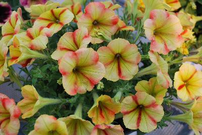 Crazytunia® Petunia Citrus Twist 