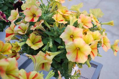 Vivero International: Crazytunia® Petunia Citrus Twist 