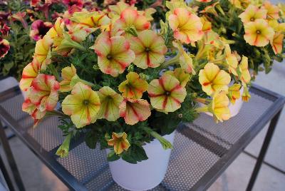 Vivero International: Crazytunia® Petunia Citrus Twist 