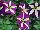 Crazytunia® Petunia Frisky Purple 