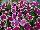 Big Deal® Petunia Pinkadilly Circus 