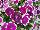 Big Deal® Petunia Pinkadilly Circus 
