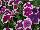Big Deal® Petunia Pinkadilly Circus 