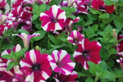 Big Deal® Petunia Freaky Fuchsia 