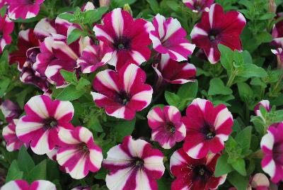 Big Deal® Petunia Freaky Fuchsia 