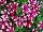 Big Deal® Petunia Freaky Fuchsia 