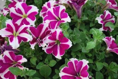 Big Deal® Petunia Flamenco Dancer 