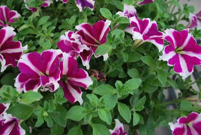 Big Deal® Petunia Flamenco Dancer 