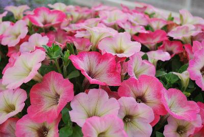 Westhoff: Big Deal® Petunia Salmon Shimmer 