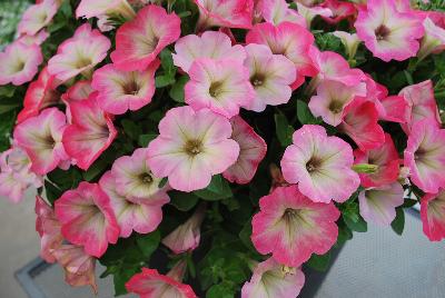 Westhoff: Big Deal® Petunia Salmon Shimmer 