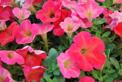 Westhoff: Hells® Petunia Fruit Punch 