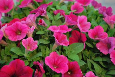 Hells® Petunia Glow 