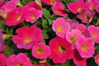 Hells® Petunia Flamin' Rose