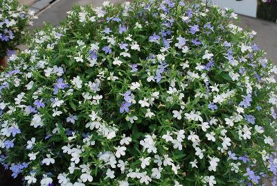 HOT® Lobelia Snow Flurries