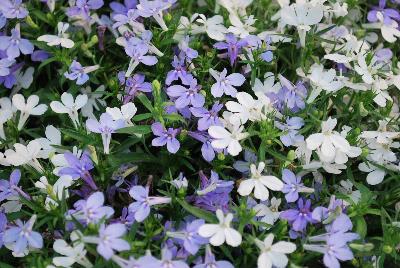 HOT® Lobelia Snow Flurries