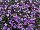HOT® Lobelia Dark Lavender 