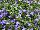 HOT® Lobelia Brilliant Blue 
