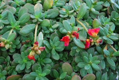 ColorBlast® Portulaca Red