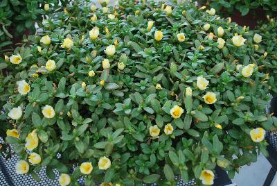 ColorBlast® Portulaca Yellow 