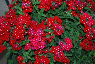 Westhoff: Gala® Verbena Beauty Red 