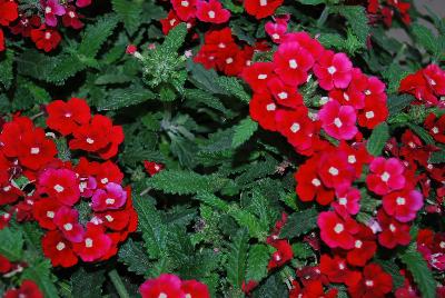 Gala® Verbena Beauty Red 