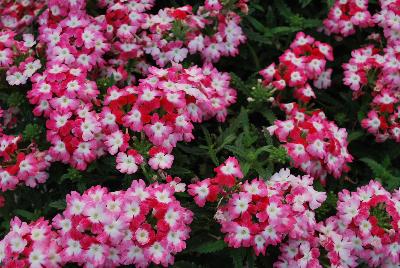 Hurricane® Verbena Red 