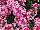 Hurricane® Verbena Red 