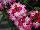 Hurricane® Verbena Red 