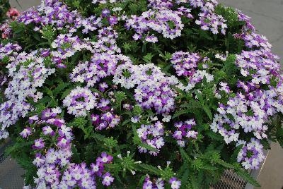 Hurricane® Verbena Blue 