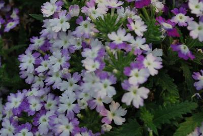 Hurricane® Verbena Blue 