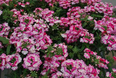 Westhoff: Hurricane® Verbena Pink 