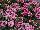 Hurricane® Verbena Pink 