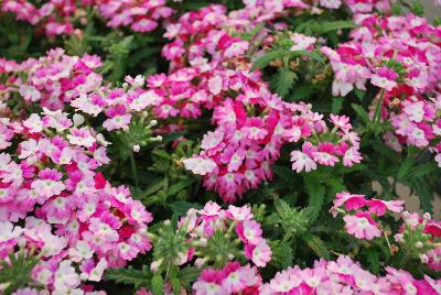 Hurricane® Verbena Pink 