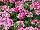 Hurricane® Verbena Pink 