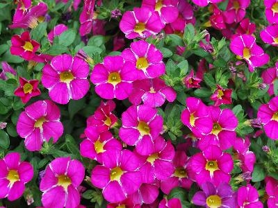 Westhoff: Calliplosion Calibrachoa Pink 