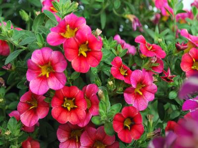 Calliplosion Calibrachoa Red 