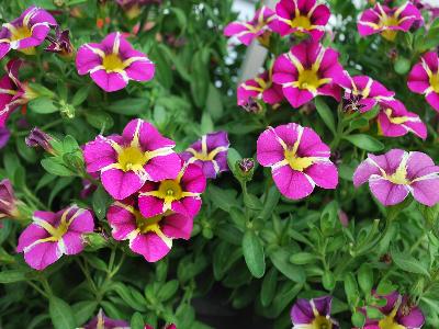 Calliplosion Calibrachoa Violet 