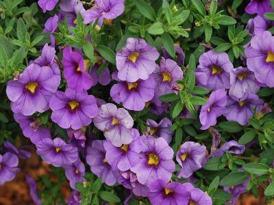 Celebration Calibrachoa Ocean Blue 