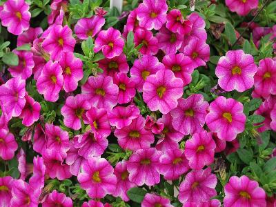 Westhoff: Celebration Calibrachoa Raspberry Splash 