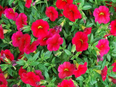 Westhoff: Celebration Calibrachoa Red Pepper 