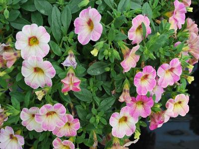 Chameleon Calibrachoa Pink Vanilla 