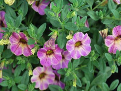 Westhoff: Chameleon Calibrachoa Vanilla Violet 