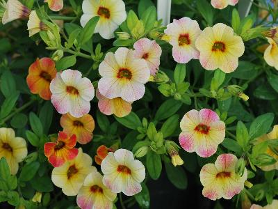 Westhoff: Chameleon Calibrachoa Yellow Pink 