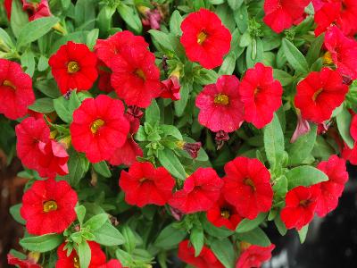 Cohen Propagation Nurseries: Early Bird Calibrachoa Red 