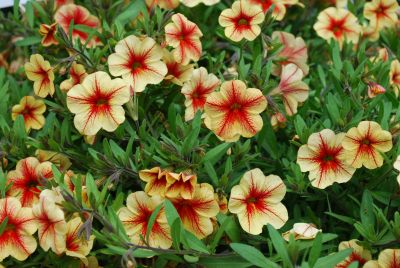 Celebration® Calibrachoa Peach Cobbler 