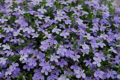 Hot Lobelia Waterblue 