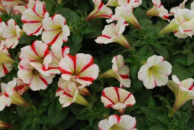 Westhoff: Crazytunia® Petunia Cherry Cheesecake 